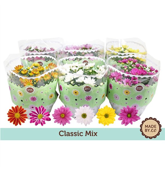 Krizantema ind  mix Chrysant Mix7 pp 27cm 23cm Q1107