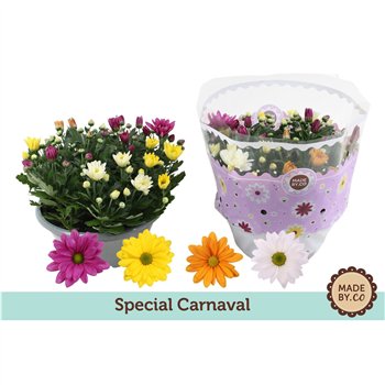 Krizantema ind  mix Chrysant Carnaval 8 pp 27cm 23cm Q1109