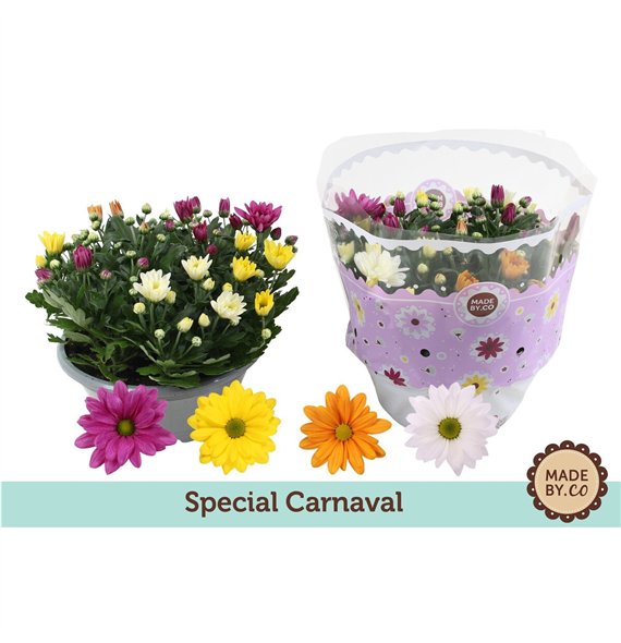 Krizantema ind  mix Chrysant Carnaval 8 pp 27cm 23cm Q1109
