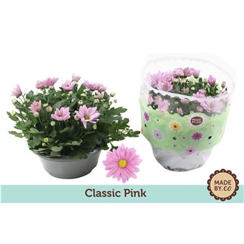 Krizantema ind  giro time Chrysant Pink7 pp 27cm 23cm Q1112