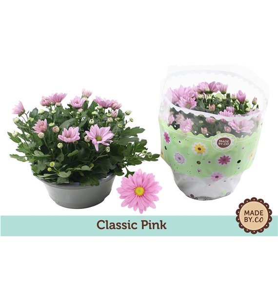 Krizantema ind  giro time Chrysant Pink7 pp 27cm 23cm Q1112