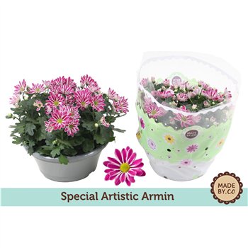 Krizantema ind  artistic armin Chrysant Artist Armin 7 pp 27cm 23cm Q1116