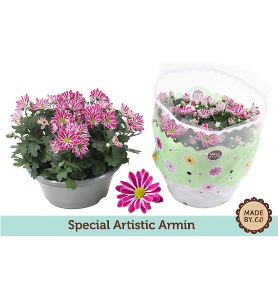 Krizantema ind  artistic armin Chrysant Artist Armin 7 pp 27cm 23cm Q1116