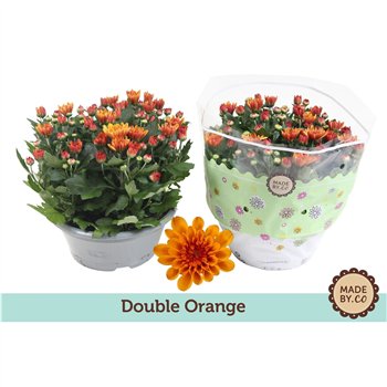 Krizantema mount aubisque amber Chrysant Double Oranje 7 pp 27cm 23cm Q1118
