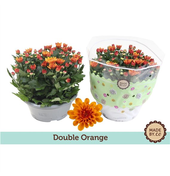 Krizantema mount aubisque amber Chrysant Double Oranje 7 pp 27cm 23cm Q1118