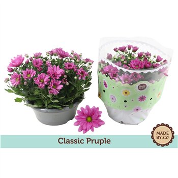 Krizantema ind  giro time purple Chrysant Classic Purple 7 pp 27cm 23cm Q1119