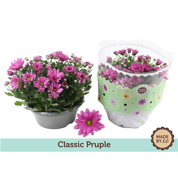 Krizantema ind  giro time purple Chrysant Classic Purple 7 pp 27cm 23cm Q1119