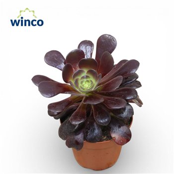 Aeonium Ab  Velours1 pp 15cm 8.5cm Q71