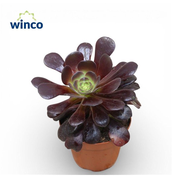 Aeonium Ab  Velours1 pp 15cm 8.5cm Q71