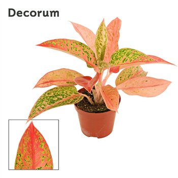 Aglaonema Prestige 9 cm (Decorum) 1 pp 20cm 9cm Q176