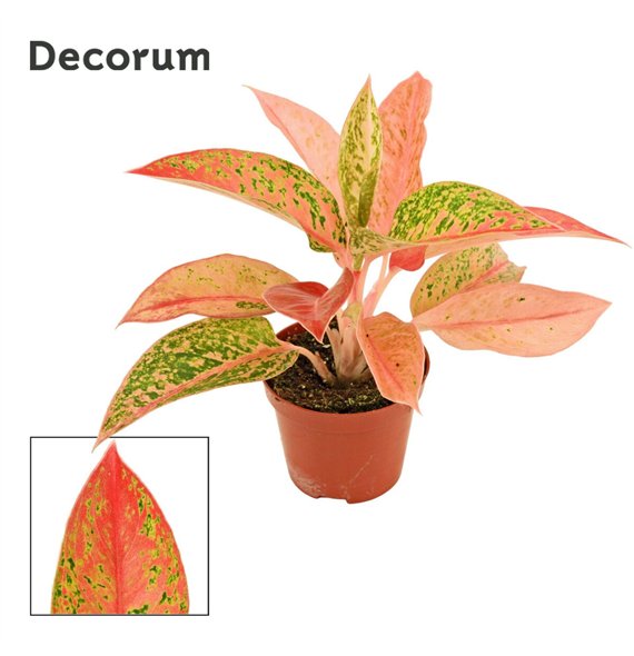 Aglaonema Prestige 9 cm (Decorum) 1 pp 20cm 9cm Q176