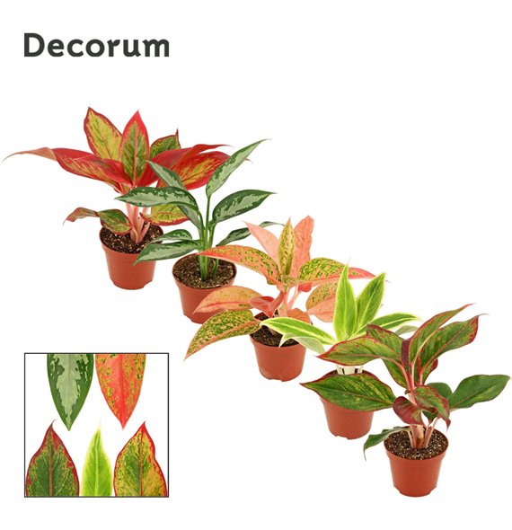 Aglaonema mix Mix 9cm 20cm 9cm Q190