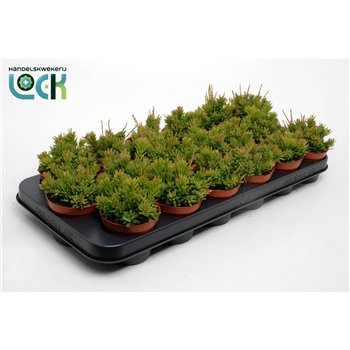 Rhipsalis mesembryanthemoides 10cm 8.5cm Q809