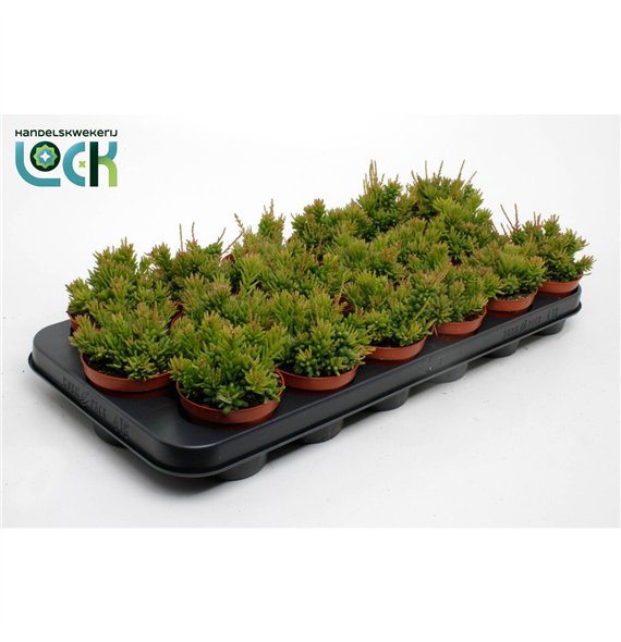 Rhipsalis mesembryanthemoides 10cm 8.5cm Q809