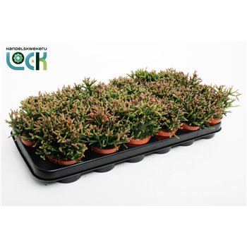 Rhipsalis burchellii 10cm 8.5cm Q810