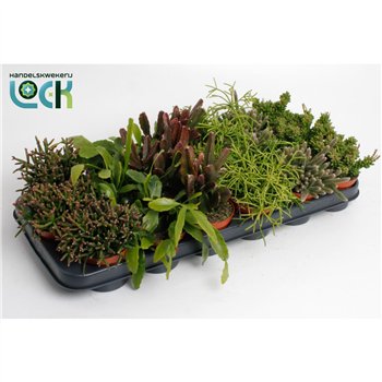 Rhipsalis rhipsalis mix 15cm 8.5cm Q846