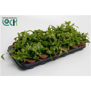 Rhipsalis Crispata 10cm 8.5cm Q854