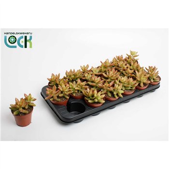 Sedum Adolphii 15cm 8.5cm Q1886