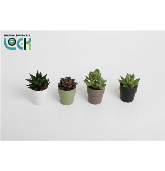 Sukulente mix in Sven colours 15cm 5.5cm Q3756