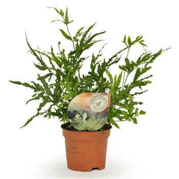 Pteris ensiformis evergreen 15cm 9cm Q3861