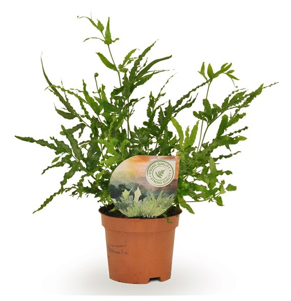 Pteris ensiformis evergreen 15cm 9cm Q3861