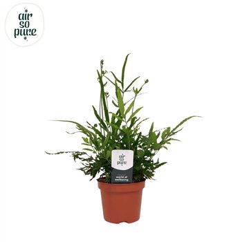 Pteris ensiformis evergreen - Air So Pure 15cm 9cm Q3863