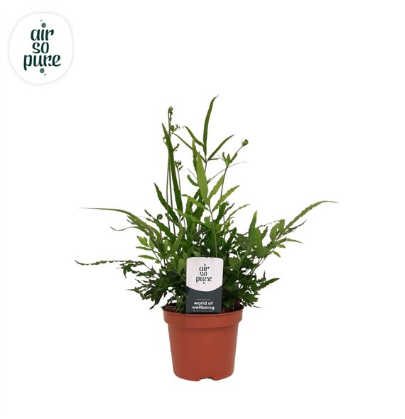 Pteris ensiformis evergreen - Air So Pure 15cm 9cm Q3863