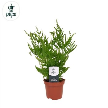 Pteris straminea - Air So Pure 15cm 9cm Q3864
