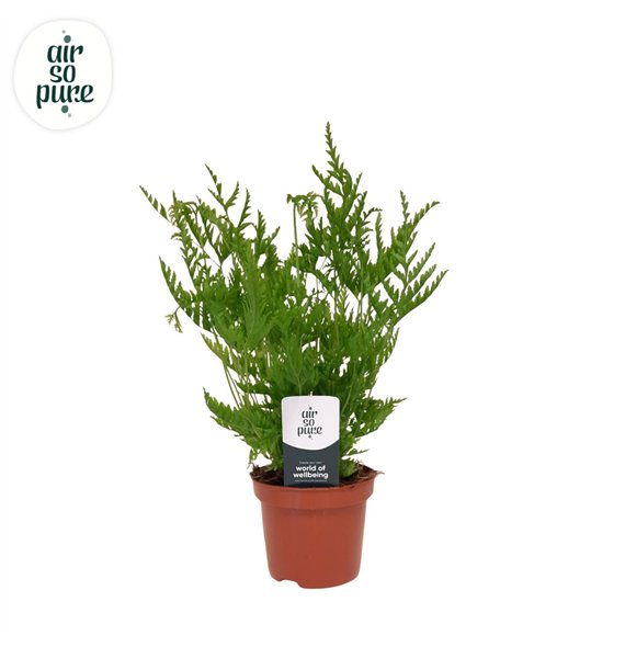 Pteris straminea - Air So Pure 15cm 9cm Q3864