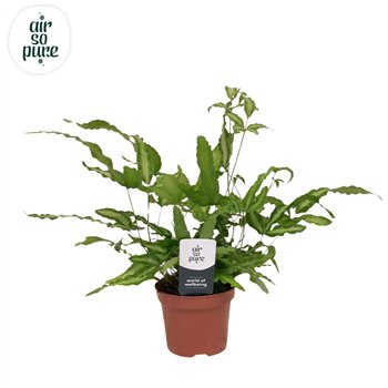 Pteris albolineata - Air So Pure 15cm 9cm Q3865
