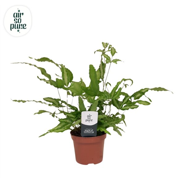 Pteris albolineata - Air So Pure 15cm 9cm Q3865