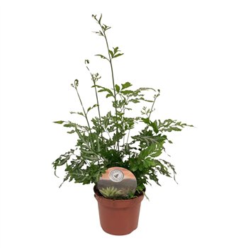 Pteris ensiformis evergemiensis evergemiensis9 cm diameter 15cm 9cm Q3866