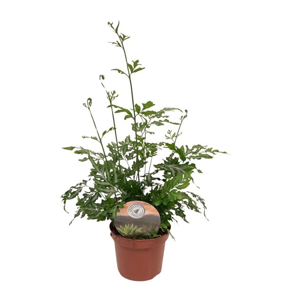 Pteris ensiformis evergemiensis evergemiensis9 cm diameter 15cm 9cm Q3866