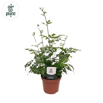 Pteris ensiformis evergemiensis - Air So Pure9 cm diameter 15cm 9cm Q3872