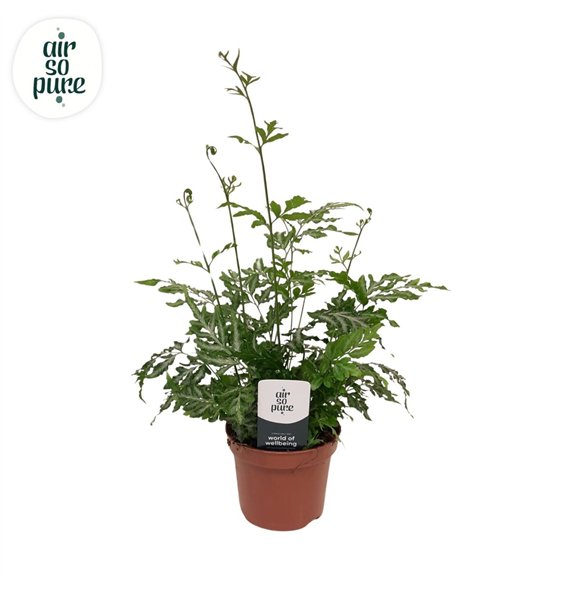 Pteris ensiformis evergemiensis - Air So Pure9 cm diameter 15cm 9cm Q3872