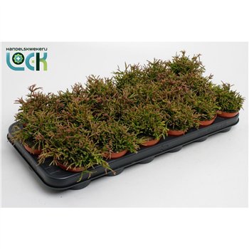 Rhipsalis easy sweety Clavata 10cm 8.5cm Q3885