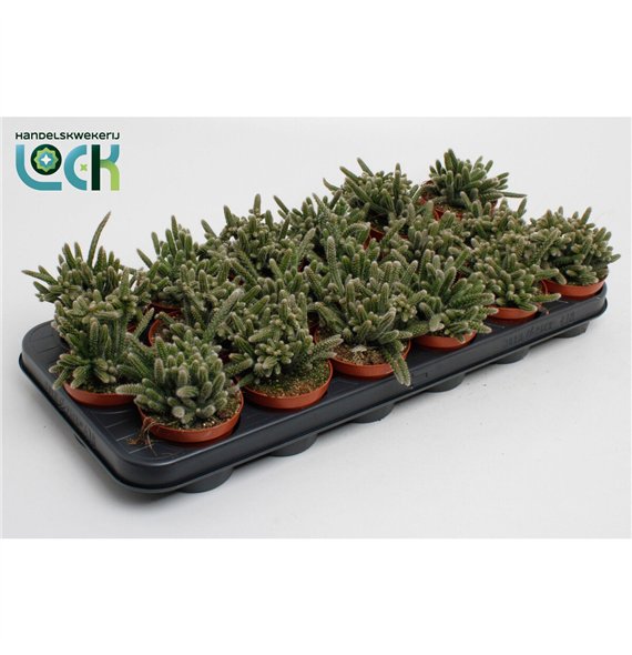 Rhipsalis baccifera subsp  horrida Horrida 10cm 8.5cm Q3886