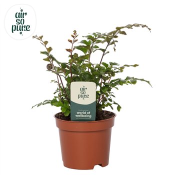 Didymochlaena truncatula - Air So Pure 15cm 9cm Q4030