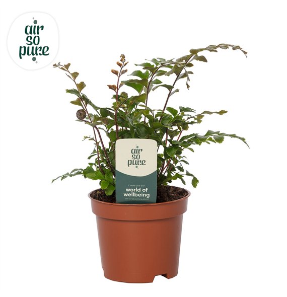 Didymochlaena truncatula - Air So Pure 15cm 9cm Q4030
