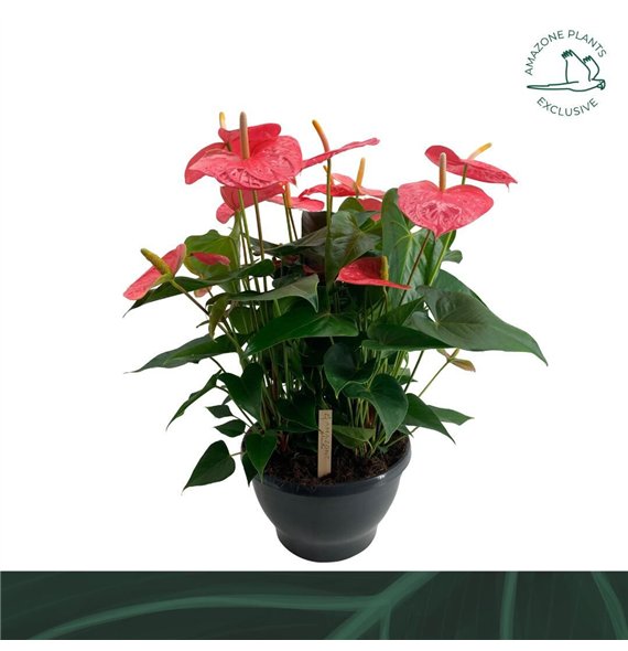 Anthurium andr  pandola bowl Coloradobl 70cm 30cm Q320