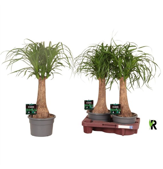 Nolina Beaucarnea recurvata rec  rechte stem in fust 732 1 stems plnt pp 60cm 19cm Q556