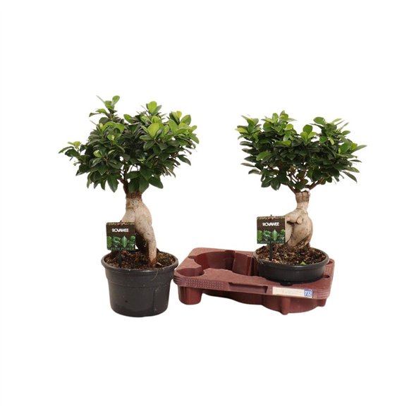 Fikus microcarpa ginseng micr  Ginseng in kunststof pot fust 732 1 pp 45cm 19cm Q1775