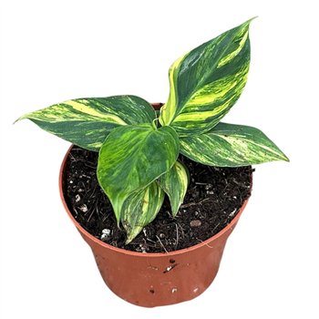 Bananovec Aurea 1 pp 35cm 10.5cm Q2563