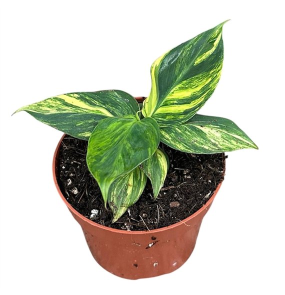 Bananovec Aurea 1 pp 35cm 10.5cm Q2563