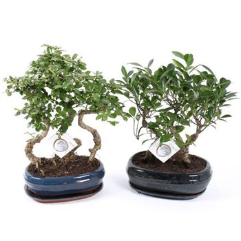 Bonsaj mix Mixed Forest in o26cm Ceramic with Saucer 38cm 26cm Q2657