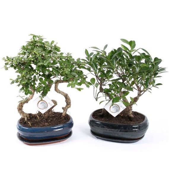 Bonsaj mix Mixed Forest in o26cm Ceramic with Saucer 38cm 26cm Q2657