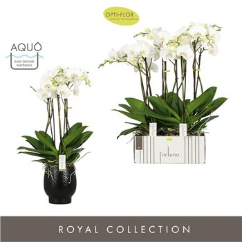 Orhideja Phalaenopsis wit Fortuno Largo 5 spike in Abruzzo Black Aquo30 fl  stems plnt 3000 gram 75cm 17cm Q3206