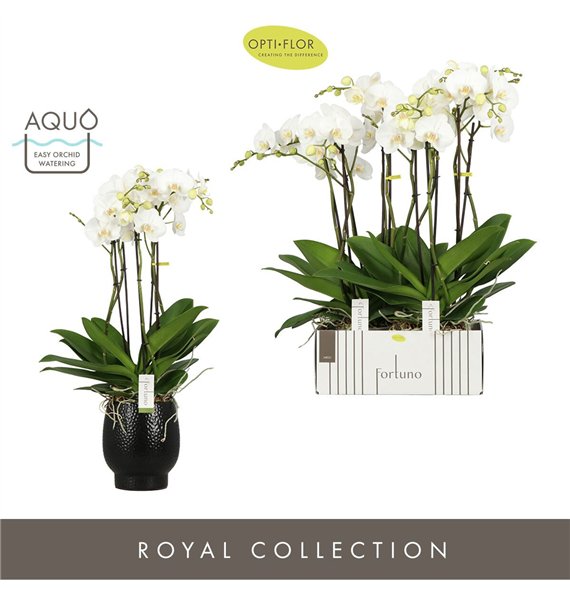 Orhideja Phalaenopsis wit Fortuno Largo 5 spike in Abruzzo Black Aquo30 fl  stems plnt 3000 gram 75cm 17cm Q3206