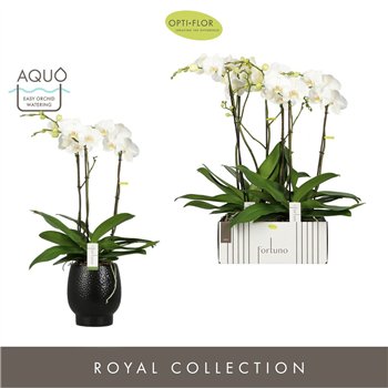 Orhideja Phalaenopsis wit Fortuno Largo 3 spike in Abruzzo Black Aquo18 fl  stems plnt 3000 gram 75cm 17cm Q3240