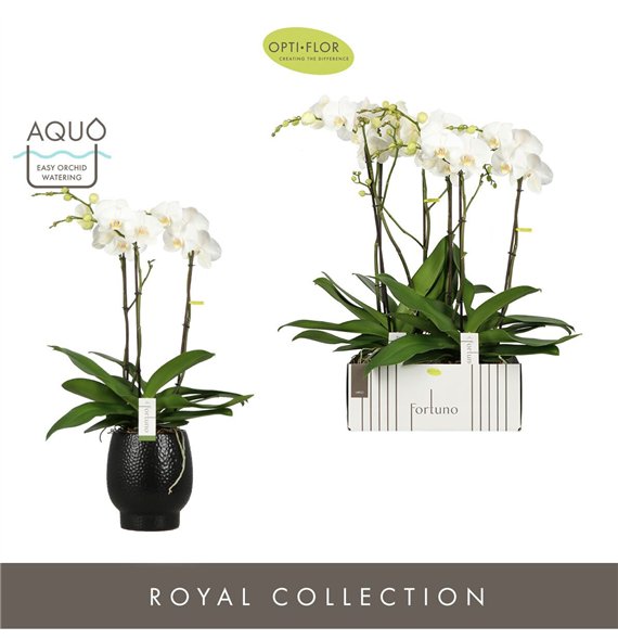 Orhideja Phalaenopsis wit Fortuno Largo 3 spike in Abruzzo Black Aquo18 fl  stems plnt 3000 gram 75cm 17cm Q3240